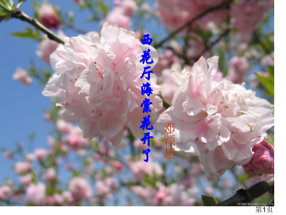 第3课《西花厅的海棠花又开了》(语文版九上)省名师优质课赛课获奖课件市赛课一等奖课件.ppt_第1页