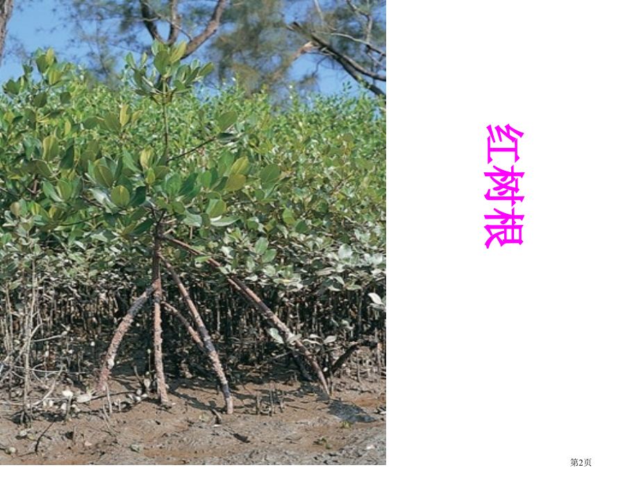 初中生物七上第3单元第五章第二节植物根的生长市公开课一等奖省优质课赛课一等奖课件.pptx_第2页