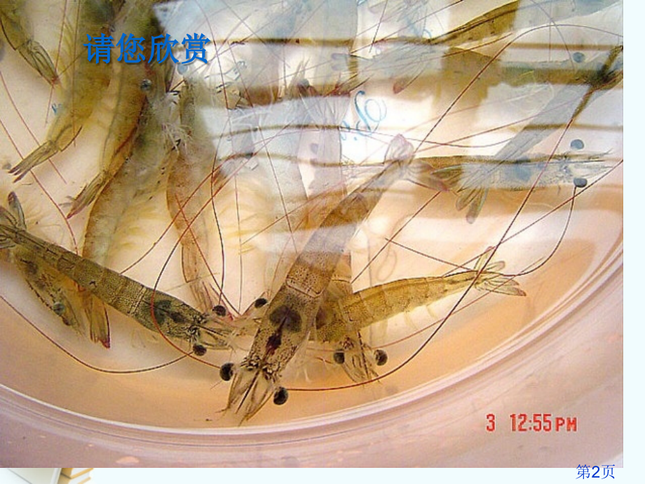 二年级语文上册-天鹅、大虾和梭鱼-3-语文S版省名师优质课赛课获奖课件市赛课一等奖课件.ppt_第2页