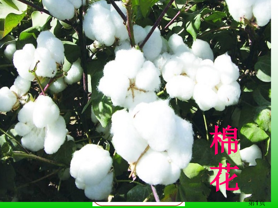 部编版一下语文19《棉花姑娘》名师优质课获奖市赛课一等奖课件.ppt_第1页