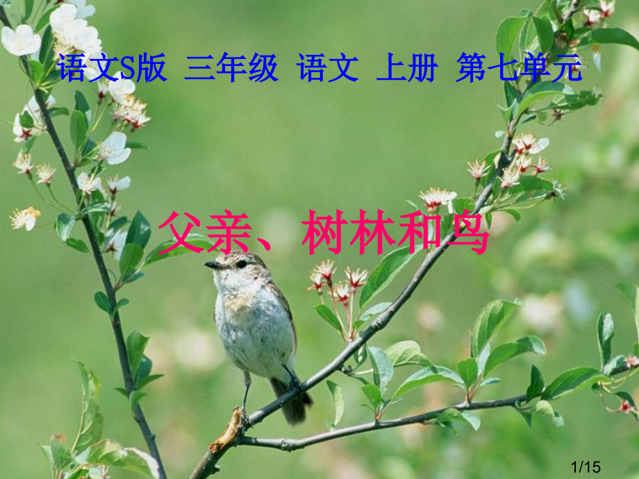 三年级文上册父亲树林和鸟语文S版市公开课获奖课件省名师优质课赛课一等奖课件.ppt_第1页
