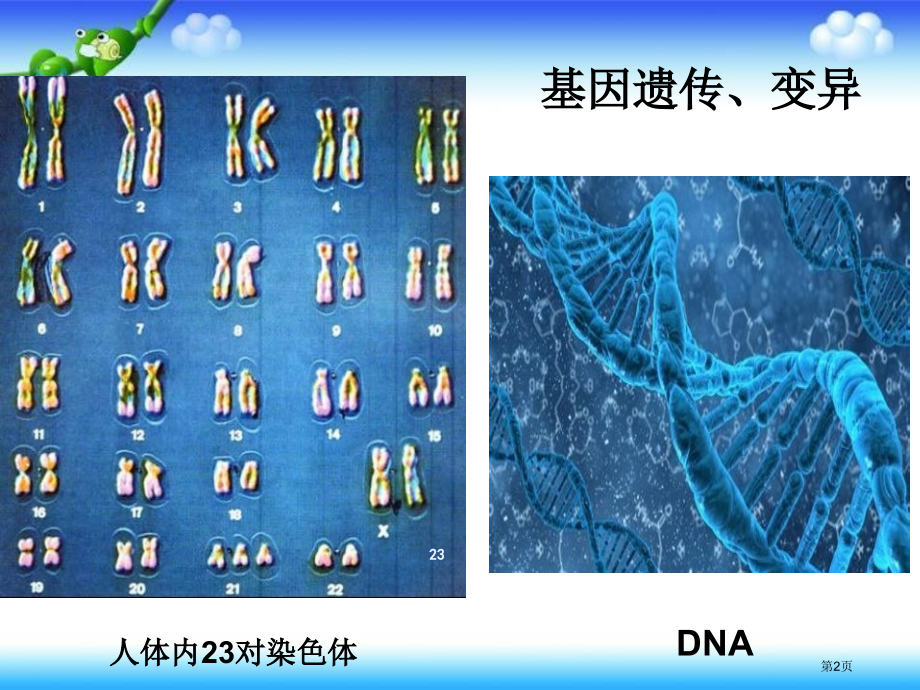 五年级下册科学第4课我像谁2市公开课一等奖省优质课赛课一等奖课件.pptx_第2页