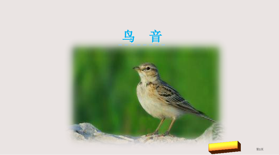 鸟音市公共课一等奖市赛课金奖课件.pptx_第1页