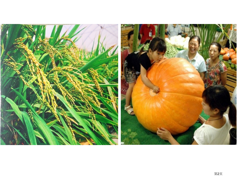 高中生物必修二第六章第1节杂交育种与诱变育种市公开课一等奖省优质课赛课一等奖课件.pptx_第2页