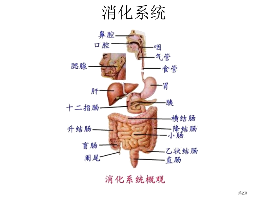 七年级生物下册92人体的消化与吸收市公开课一等奖省优质课赛课一等奖课件.pptx_第2页