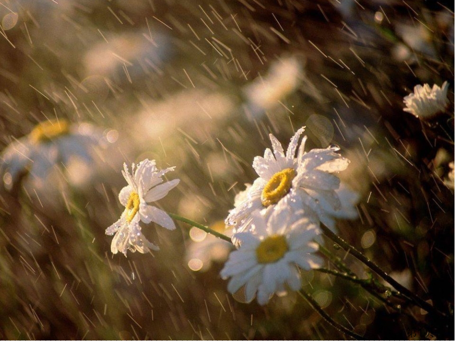 三年级上册人自然社会19--梅雨时节省名师优质课赛课获奖课件市赛课一等奖课件.ppt_第1页