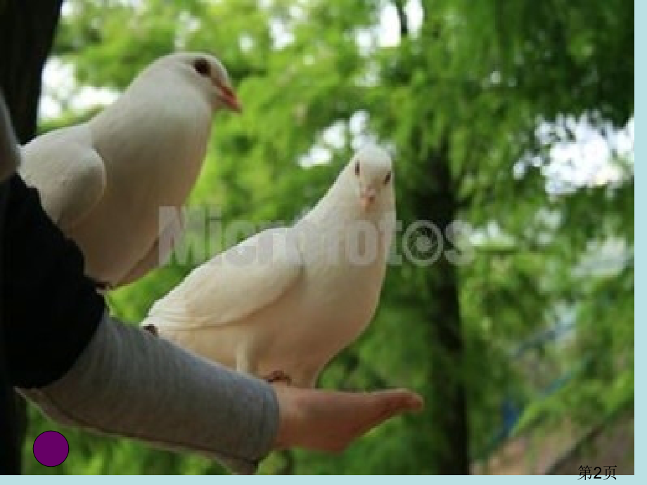 小学四年级上册语文让它们自由生息省名师优质课赛课获奖课件市赛课一等奖课件.ppt_第2页