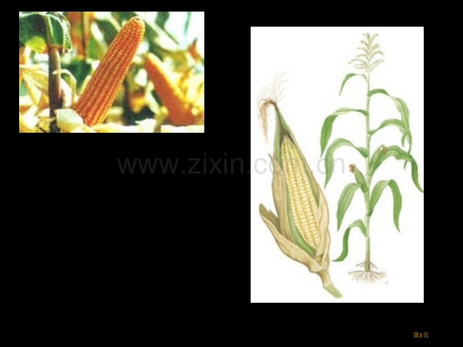 生物六年级下册3.1.3种子植物4市公开课一等奖省优质课赛课一等奖课件.pptx_第1页