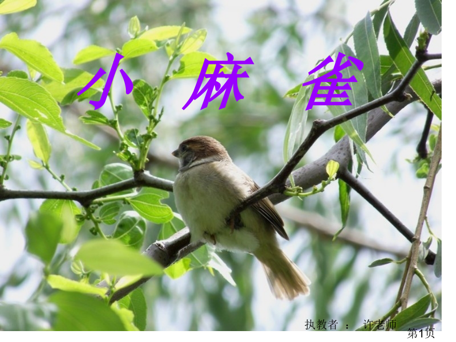 小麻雀二年级音乐省名师优质课获奖课件市赛课一等奖课件.ppt_第1页