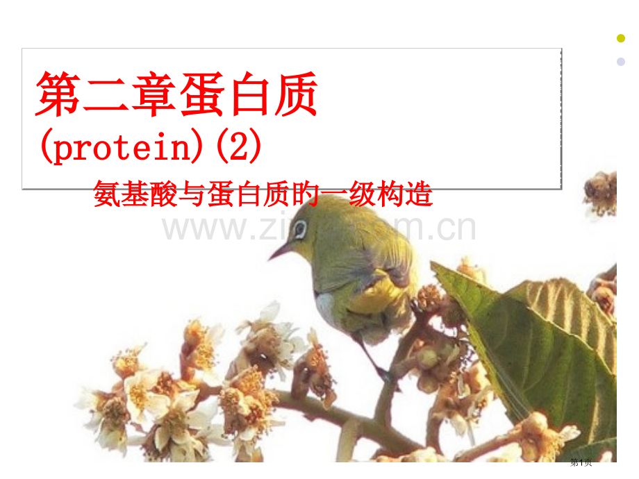 生物化学蛋白质宣讲省名师优质课赛课获奖课件市赛课百校联赛优质课一等奖课件.pptx_第1页