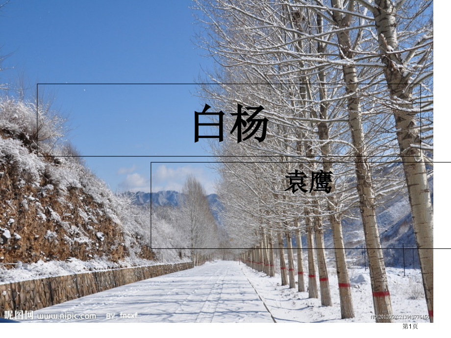 五年级上册语文白杨市公开课一等奖省优质课赛课一等奖课件.pptx_第1页