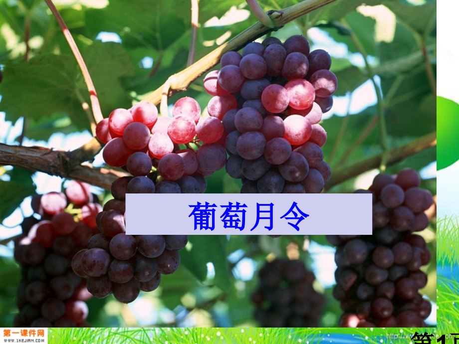 湘教版六年级语文下册《葡萄月令-1》省名师优质课赛课获奖课件市赛课一等奖课件.ppt_第1页