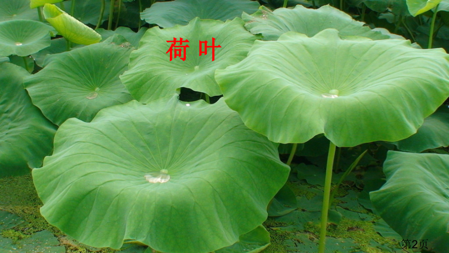 课文13荷叶圆圆省名师优质课获奖课件市赛课一等奖课件.ppt_第2页
