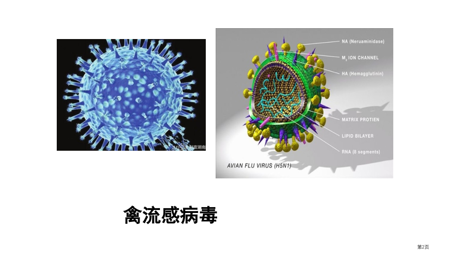 七年级生物上第二单元第三章生物圈中的微生物第一节病毒教学市公开课一等奖省优质课赛课一等奖课件.pptx_第2页