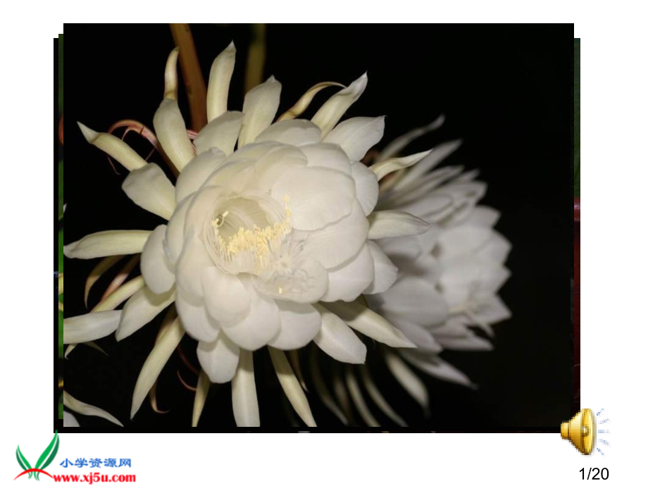 教科版语文《昙花》省名师优质课赛课获奖课件市赛课一等奖课件.ppt_第1页