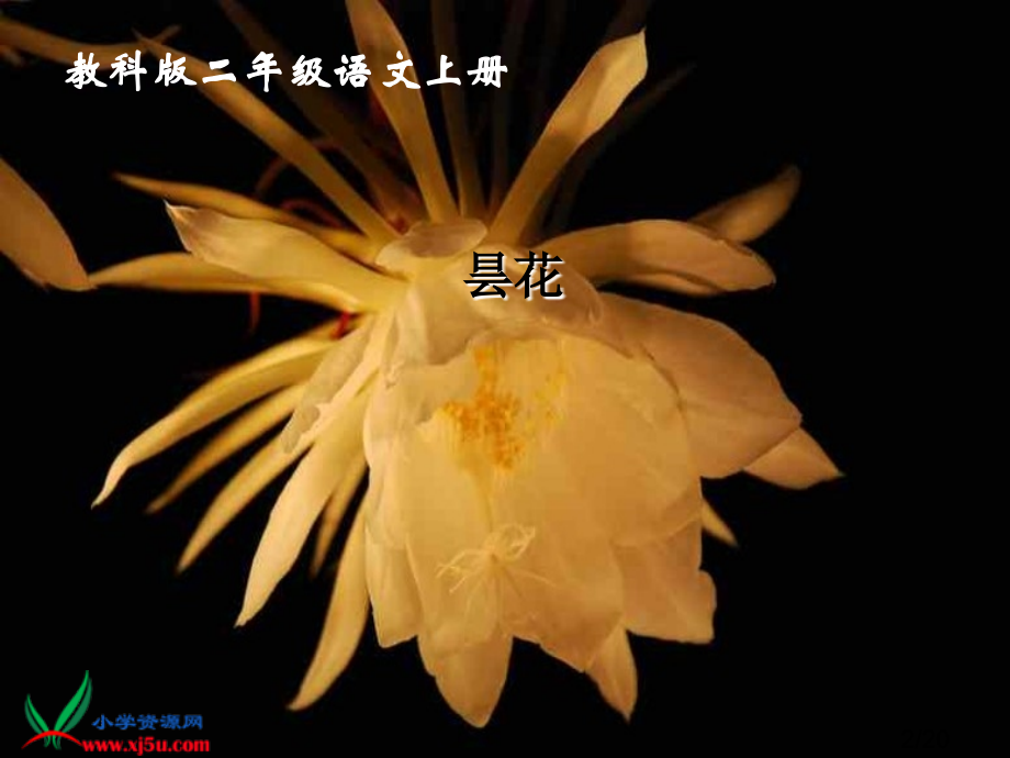 教科版语文《昙花》省名师优质课赛课获奖课件市赛课一等奖课件.ppt_第2页