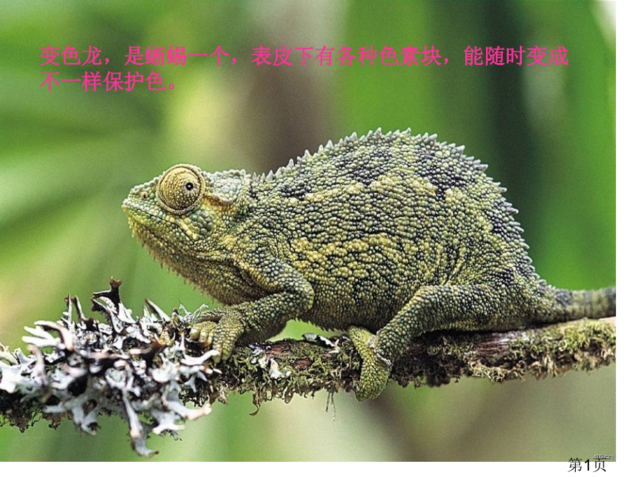 变色龙3-用苏教版省名师优质课赛课获奖课件市赛课一等奖课件.ppt_第1页