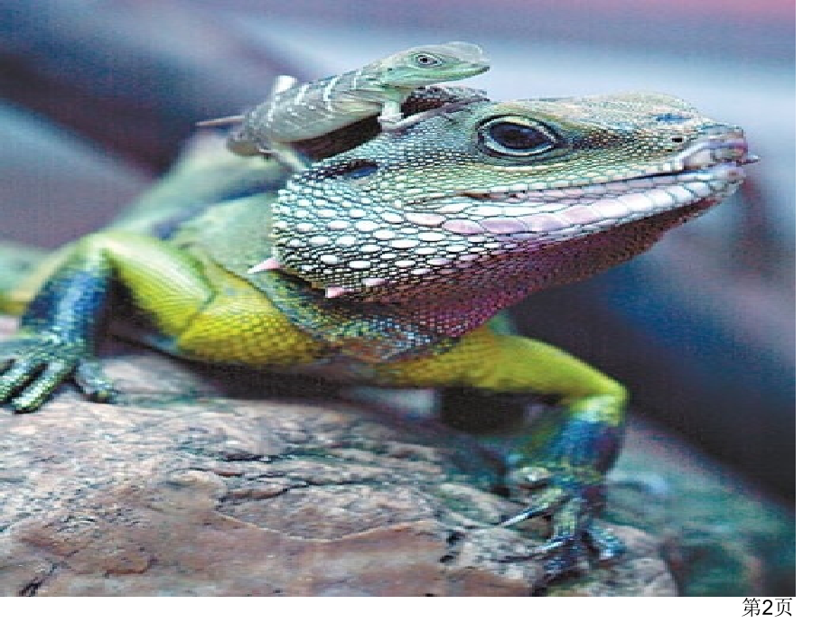 变色龙3-用苏教版省名师优质课赛课获奖课件市赛课一等奖课件.ppt_第2页