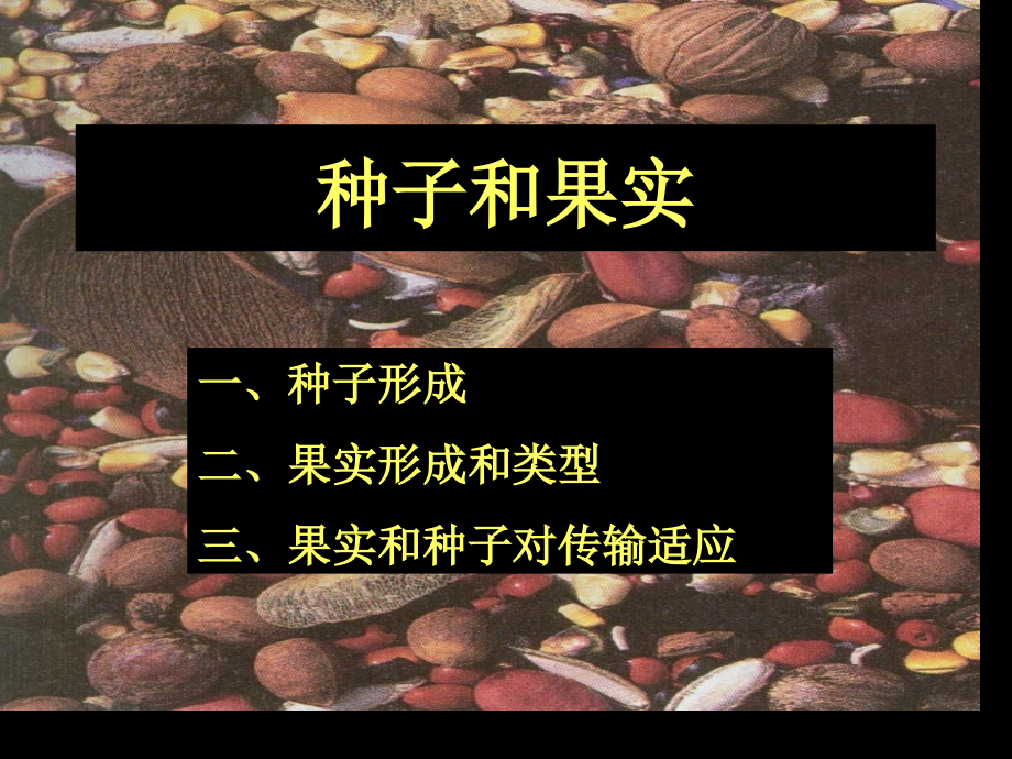 种子里有什么-教案省名师优质课赛课获奖课件市赛课百校联赛优质课一等奖课件.ppt_第1页