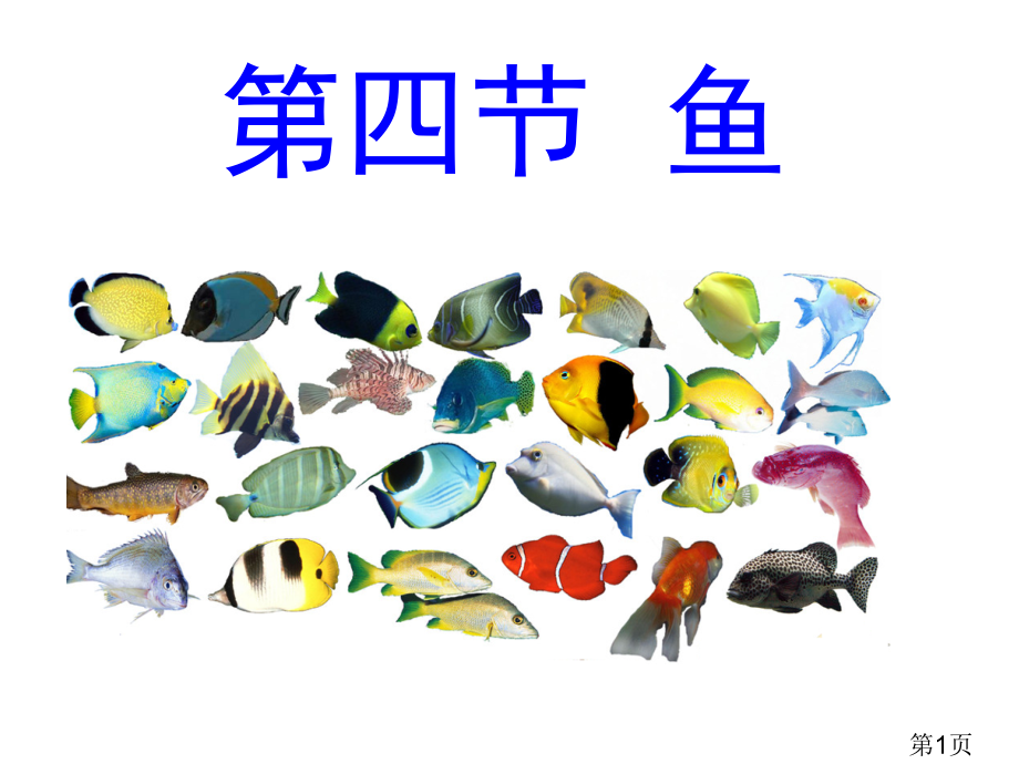 新人教版生物8年级上册第五单元第一章第四节鱼省名师优质课赛课获奖课件市赛课一等奖课件.ppt_第1页