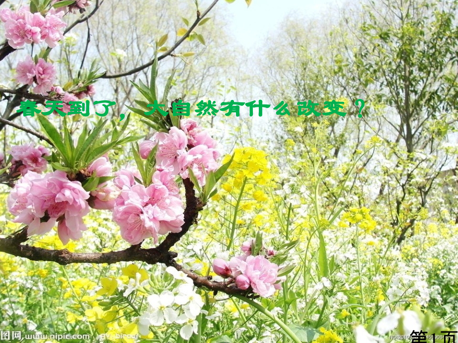 四年级科学油菜花开了省名师优质课获奖课件市赛课一等奖课件.ppt_第1页