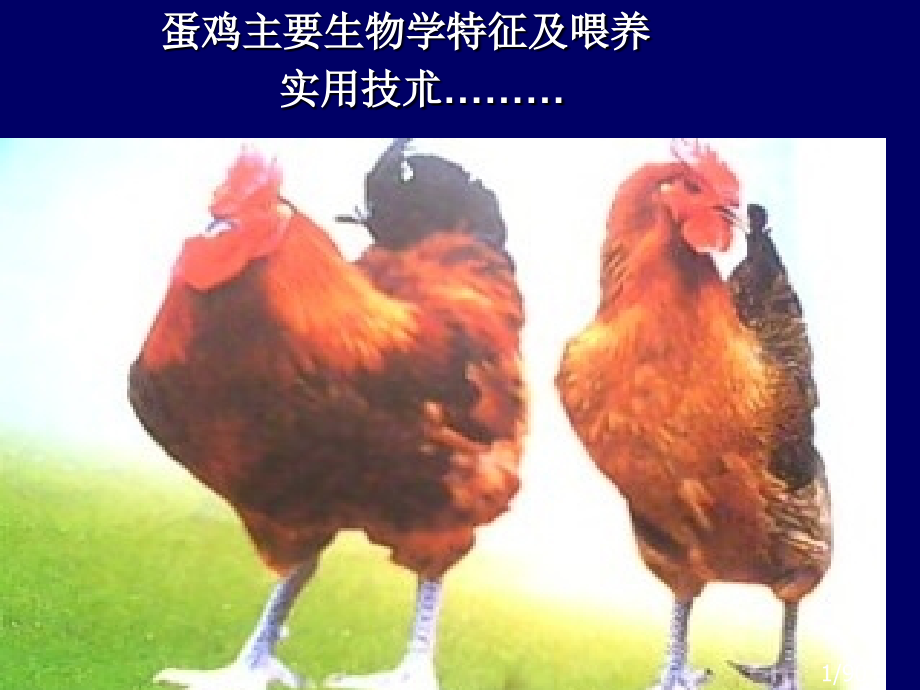 鸡生物.生产与防控市公开课一等奖百校联赛优质课金奖名师赛课获奖课件.ppt_第1页