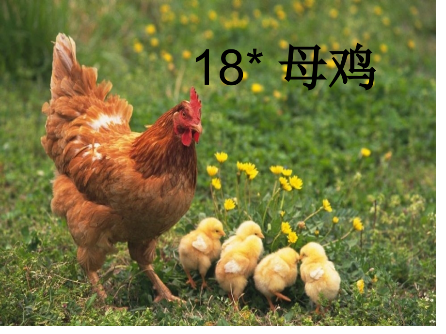 四年级上册语文母鸡市公开课一等奖省优质课赛课一等奖课件.pptx_第1页