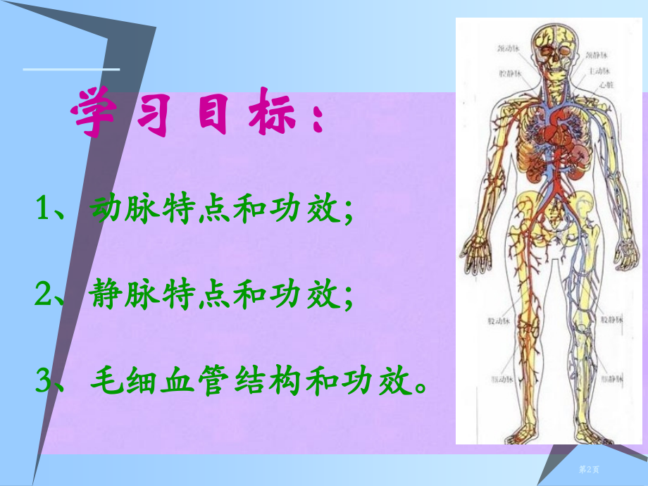 七年级下册第二节血流的管道血管市公开课一等奖省优质课赛课一等奖课件.pptx_第2页