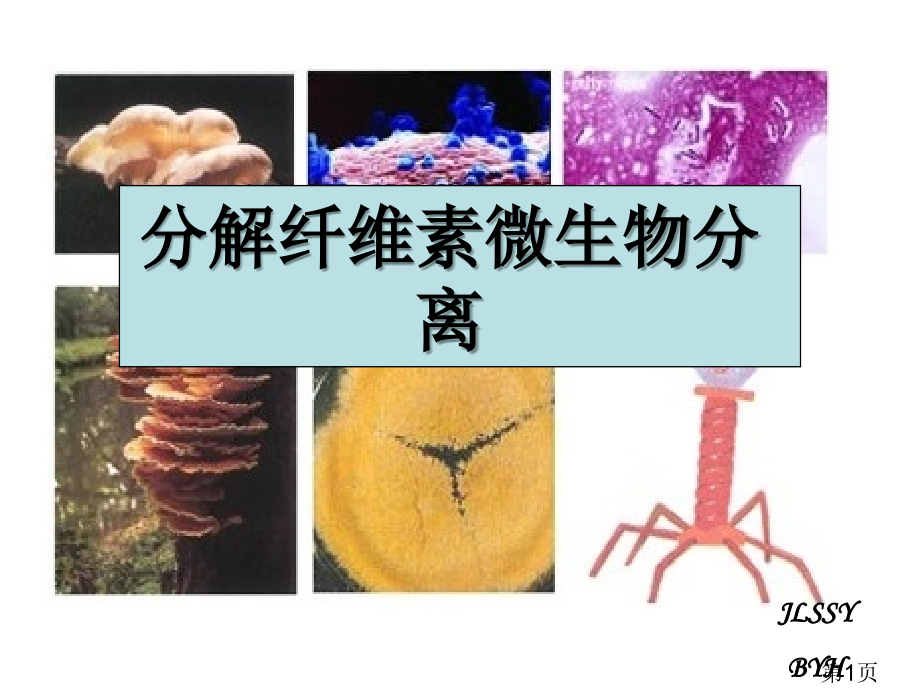 分解纤维素的微生物的分离省名师优质课获奖课件市赛课一等奖课件.ppt_第1页