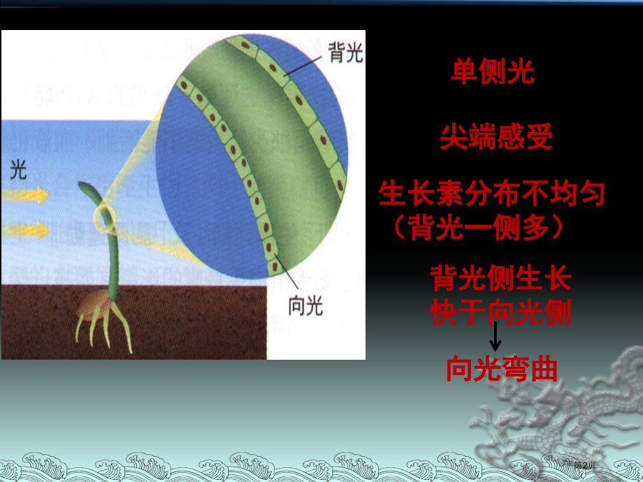 生长素的生理作用公开课省名师优质课赛课获奖课件市赛课百校联赛优质课一等奖课件.pptx_第2页