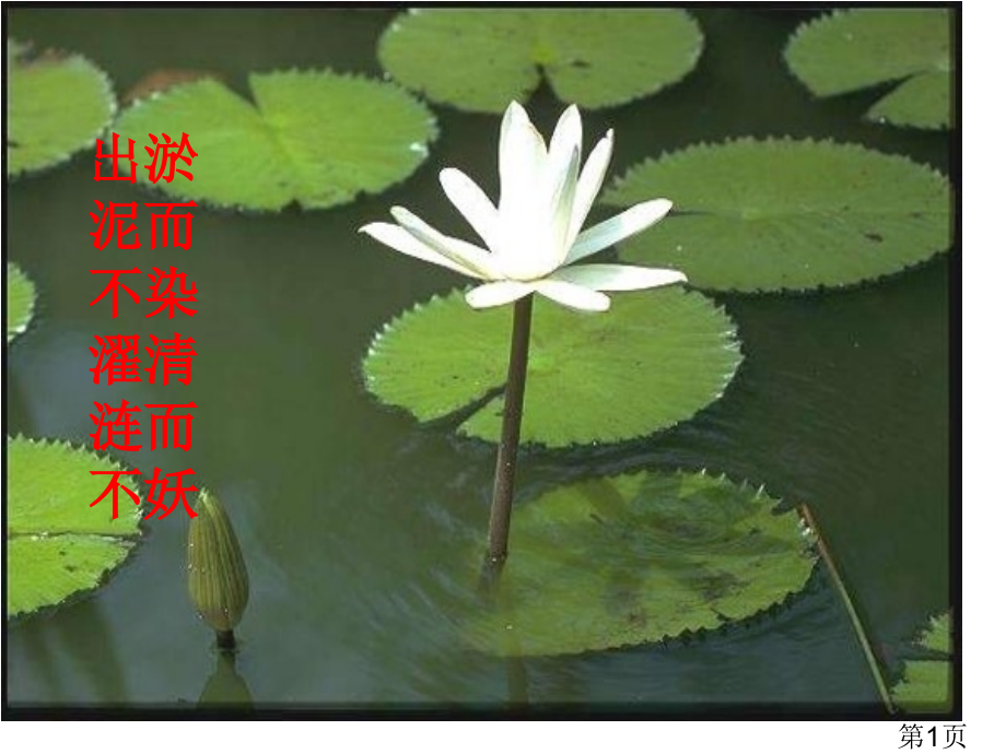 《紫藤萝瀑布》唯美版省名师优质课赛课获奖课件市赛课一等奖课件.ppt_第1页