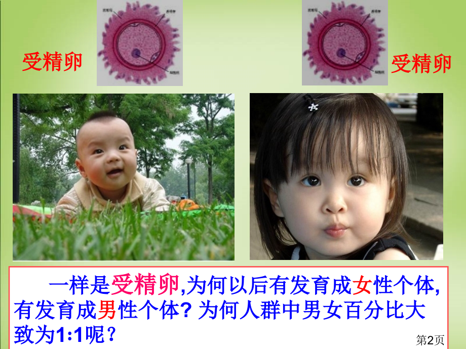 伴性遗传公开课专题名师优质课获奖市赛课一等奖课件.ppt_第2页