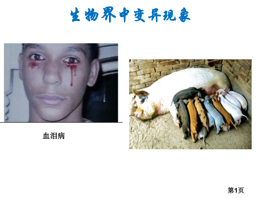 课基因突变和基因重组优质课省名师优质课获奖课件市赛课一等奖课件.ppt_第1页