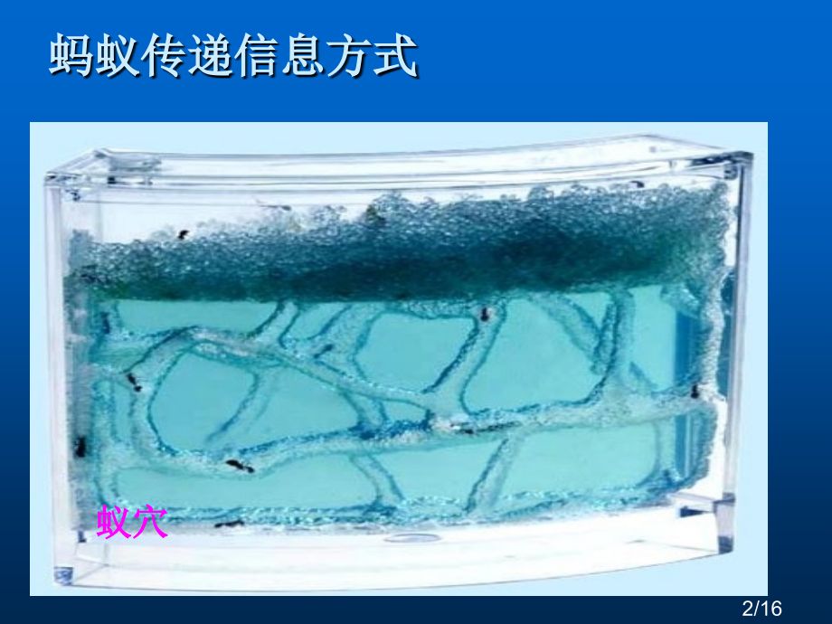 生物与信息市公开课一等奖百校联赛优质课金奖名师赛课获奖课件.ppt_第2页