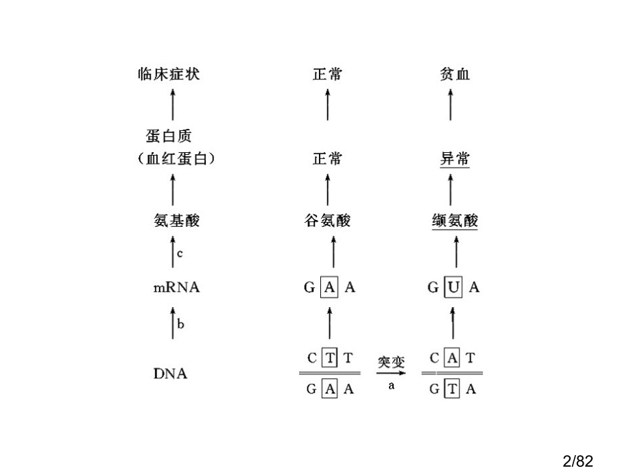 第23课时-基因突变和基因重组省名师优质课赛课获奖课件市赛课百校联赛优质课一等奖课件.ppt_第2页