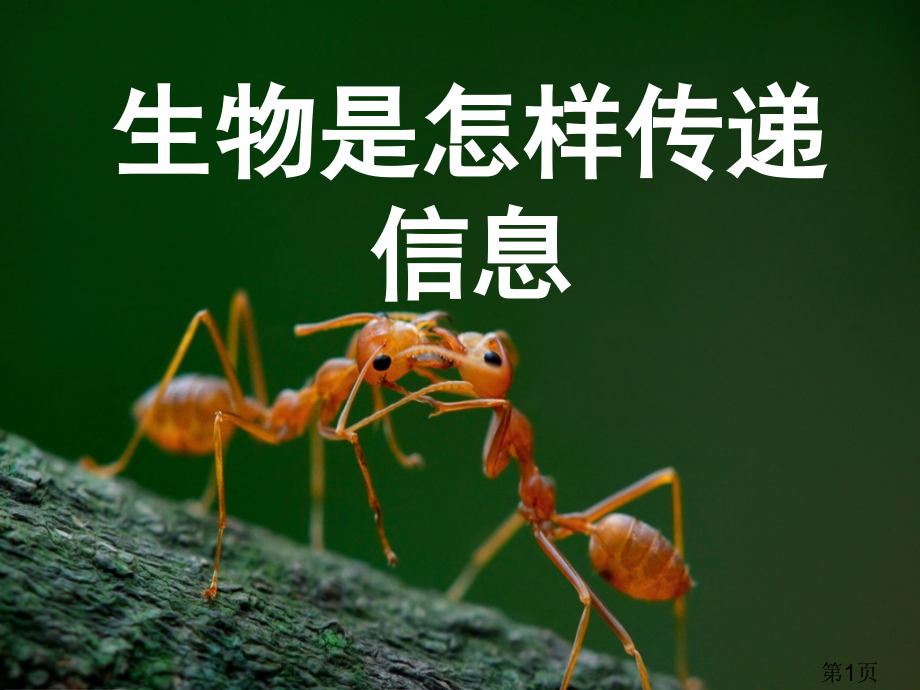 生物是怎样传递信息的参考汇总省名师优质课获奖课件市赛课一等奖课件.ppt_第1页