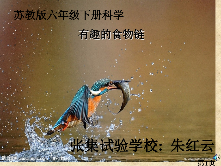 苏教小学科学六年级下册有趣的食物链汇总省名师优质课获奖课件市赛课一等奖课件.ppt_第1页