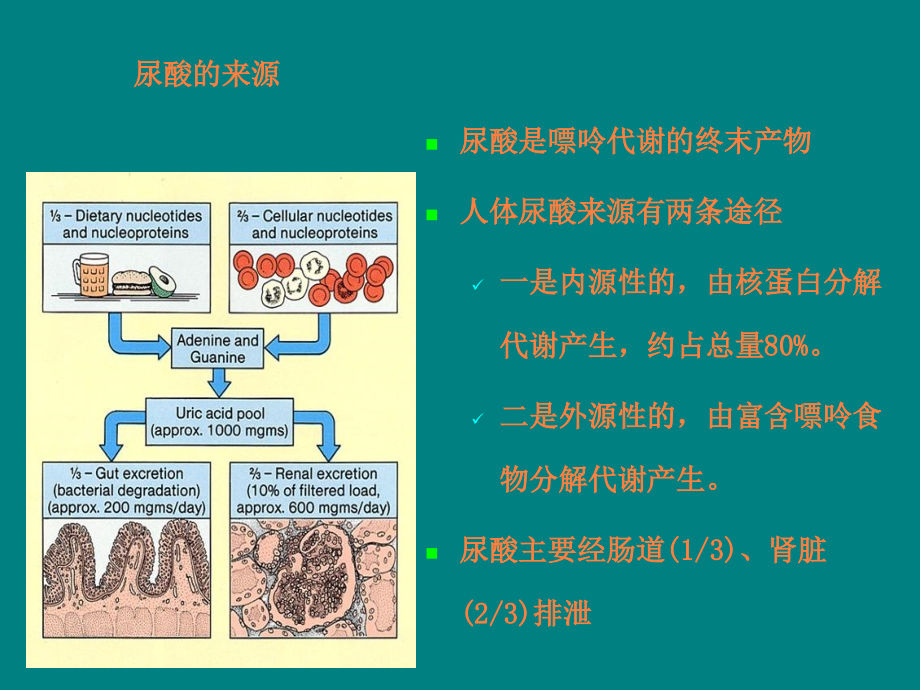 痛风性肾病护理查房ppt.ppt_第2页