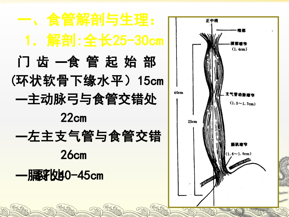 食管的解剖和生理.ppt_第1页