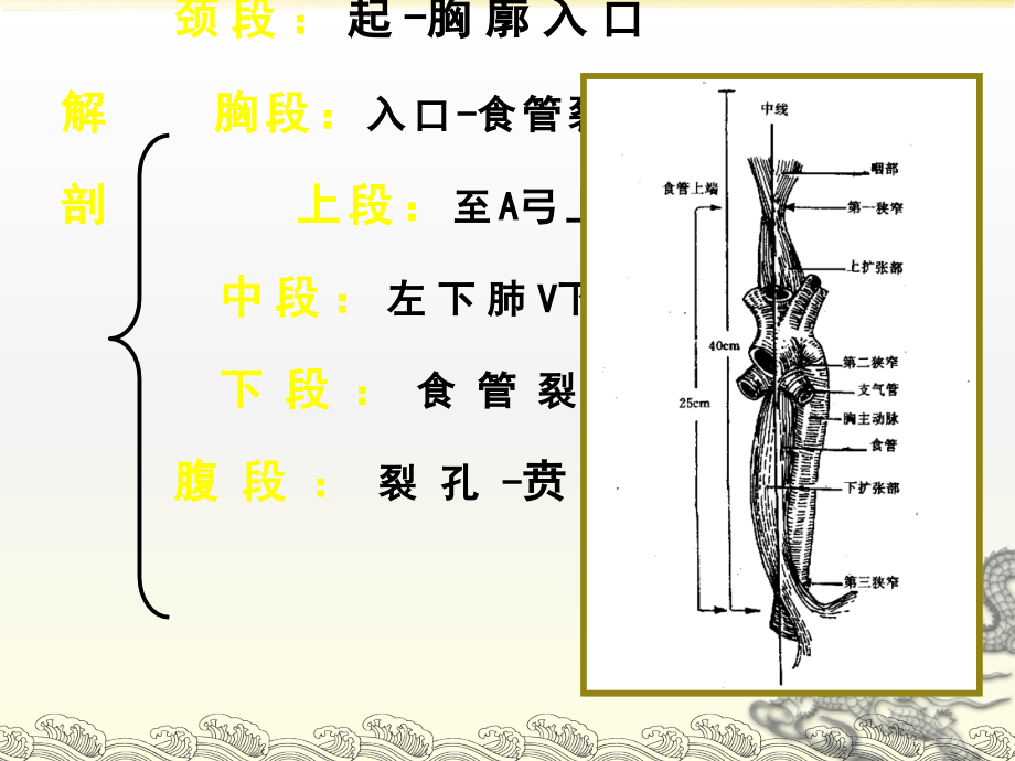 食管的解剖和生理.ppt_第2页