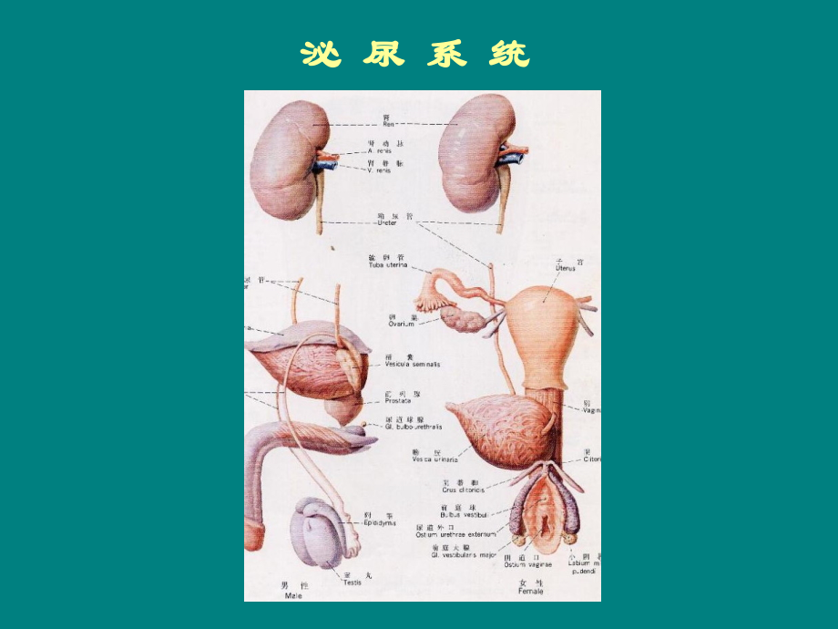 尿液检查的临床意义与诊断.ppt_第2页