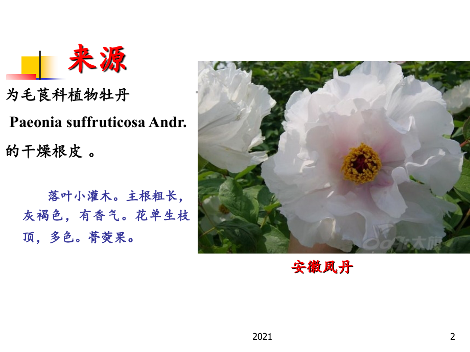牡丹皮ys.ppt_第2页