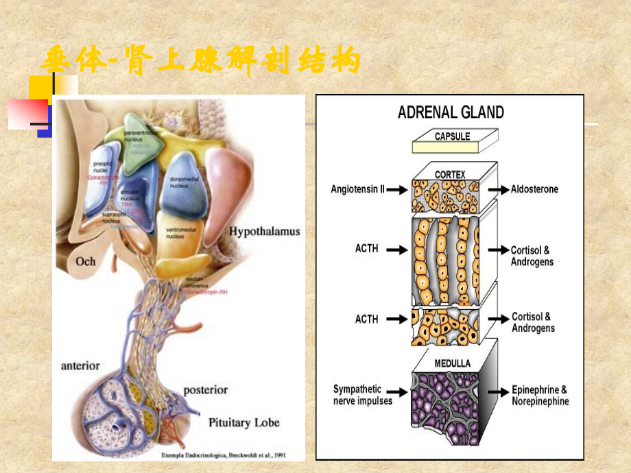 肾上腺检查结果解读.ppt_第2页