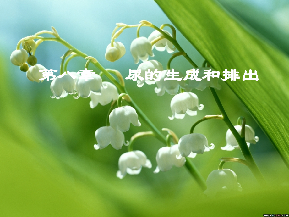 生理学ppt：尿的生成和排出.ppt_第1页