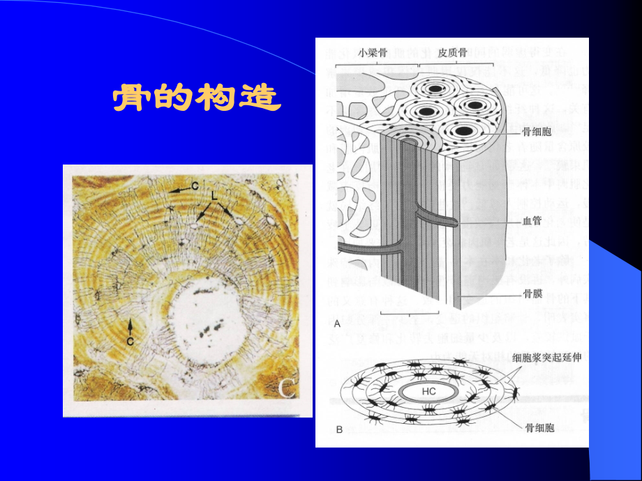骨折愈合过程.ppt_第2页