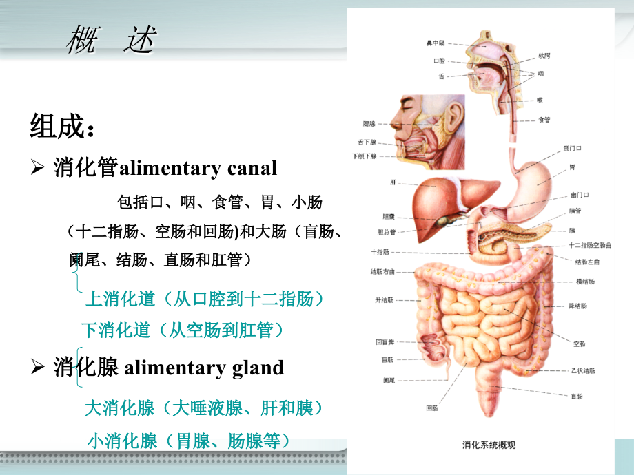 消化系统新ppt课件.ppt_第2页