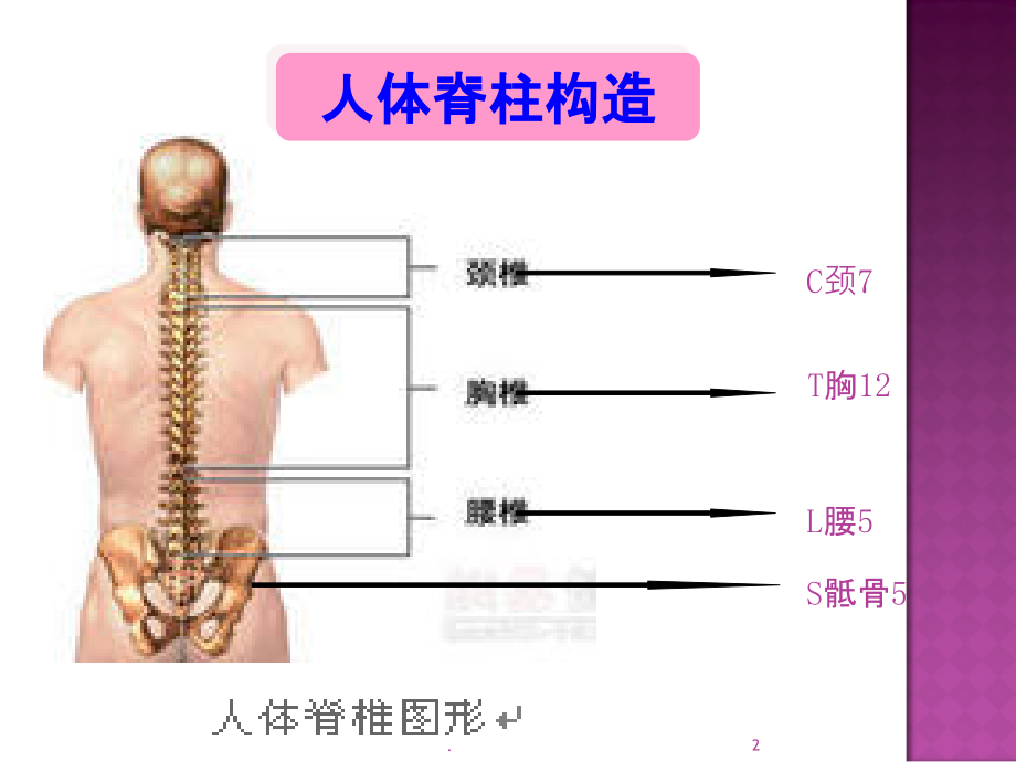 腰椎间盘突出症护理PPT课件.ppt_第2页