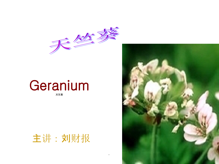 天竺葵精油.ppt_第1页