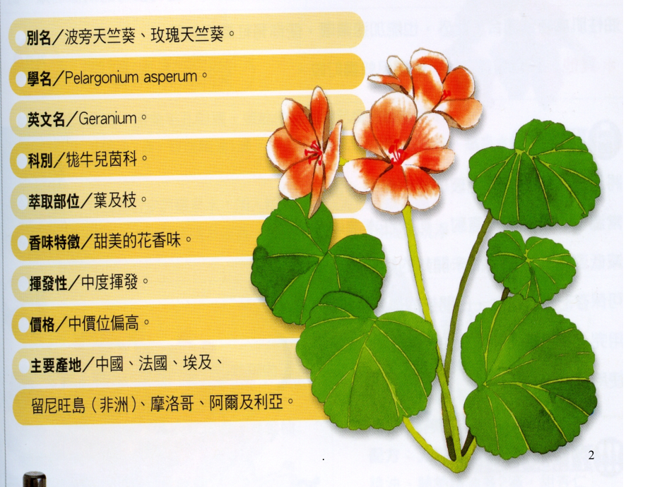 天竺葵精油.ppt_第2页