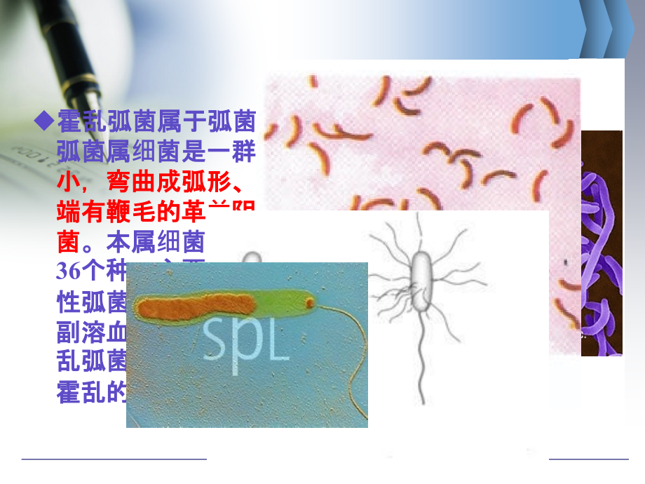 霍乱弧菌ppt课件.pptx_第2页